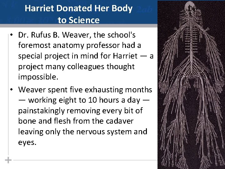 Harriet Donated Her Body to Science Harriet • Dr. Rufus B. Weaver, the school's