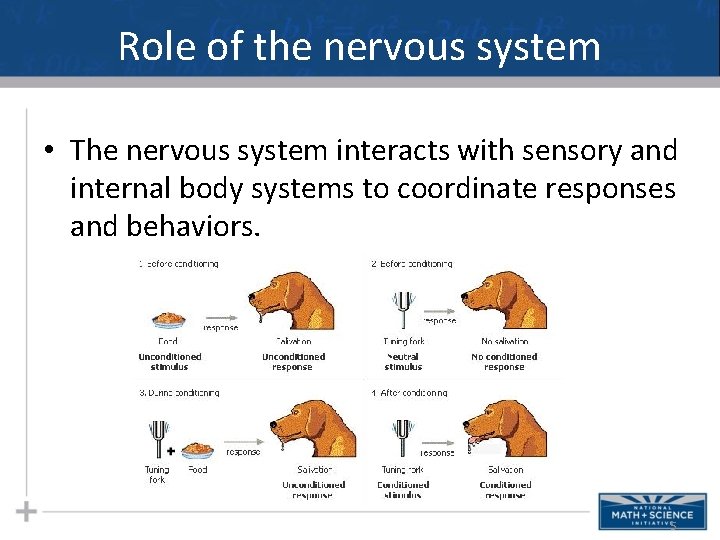 Role of the nervous system • The nervous system interacts with sensory and internal