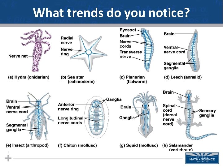 What trends do you notice? What trends do you notice?