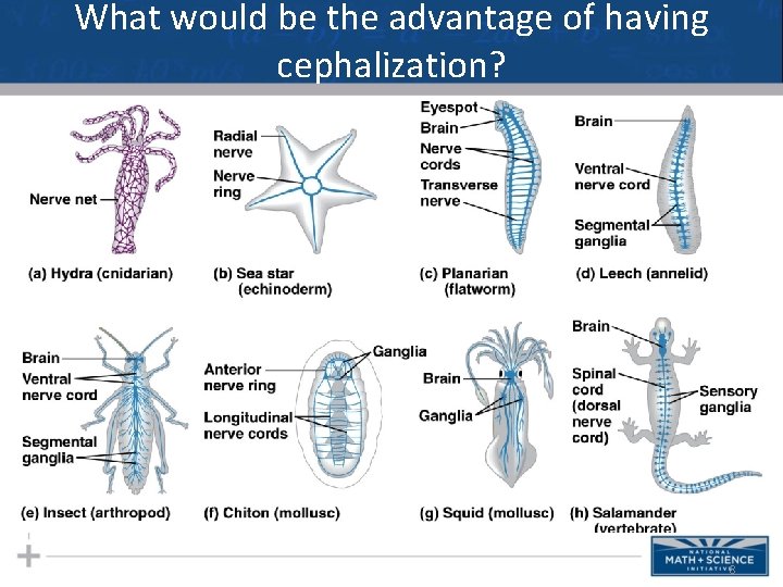 What would be the advantage of having cephalization? 8 