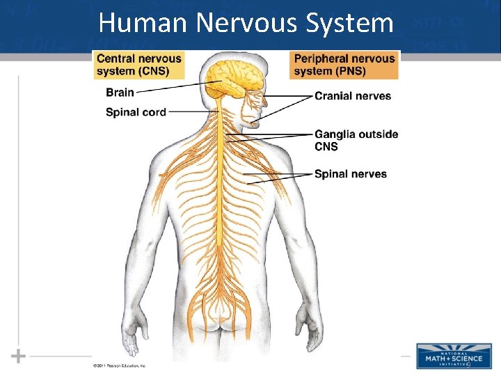 Human Nervous System 9 