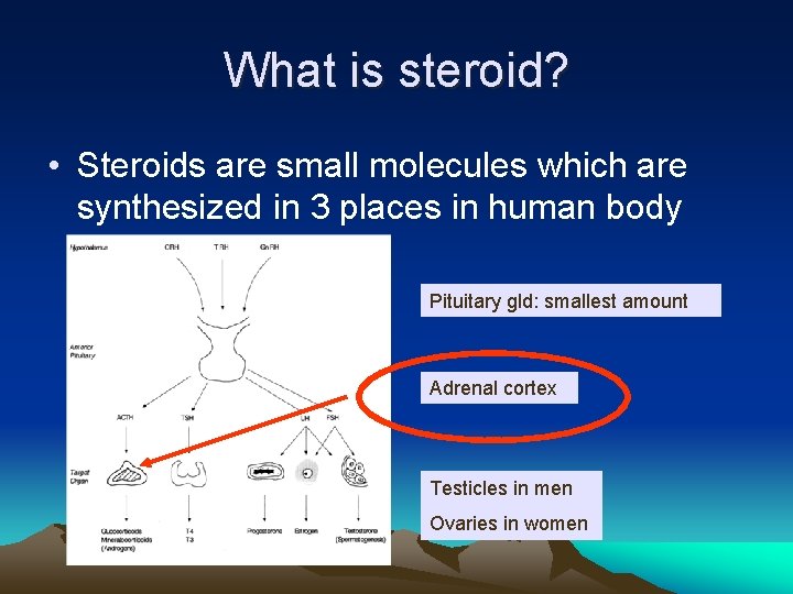 What is steroid? • Steroids are small molecules which are synthesized in 3 places
