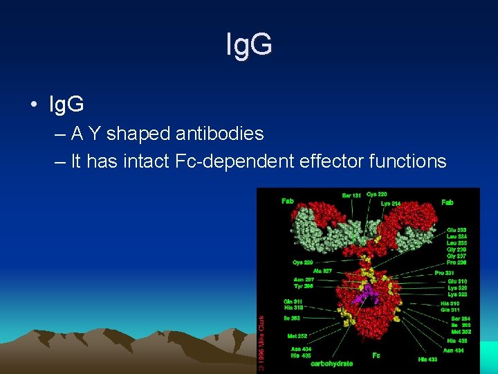 Ig. G • Ig. G – A Y shaped antibodies – It has intact