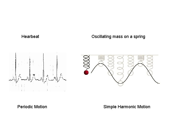  Hearbeat Periodic Motion Oscillating mass on a spring Simple Harmonic Motion 