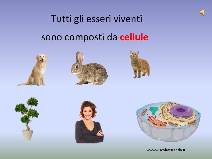 Tutti gli esseri viventi sono composti da cellule wwww. scolasticando. it 