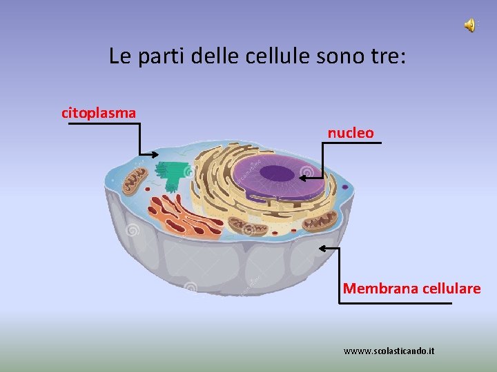 Le parti delle cellule sono tre: citoplasma nucleo Membrana cellulare wwww. scolasticando. it 