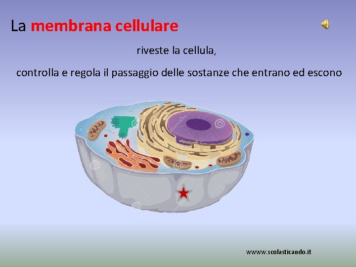 La membrana cellulare riveste la cellula, controlla e regola il passaggio delle sostanze che