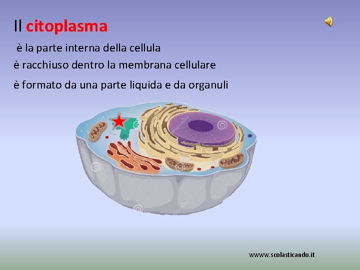 Il citoplasma è la parte interna della cellula è racchiuso dentro la membrana cellulare