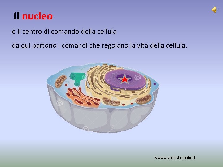 Il nucleo è il centro di comando della cellula da qui partono i comandi