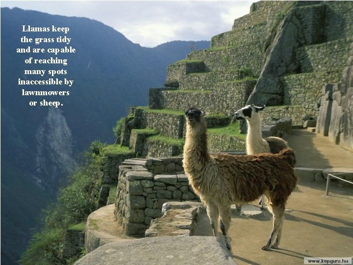 Llamas keep the grass tidy and are capable of reaching many spots inaccessible by