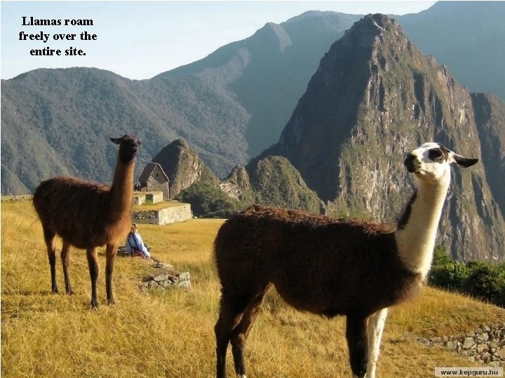 Llamas roam freely over the entire site. 
