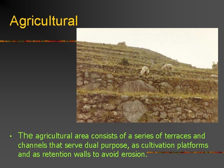 Agricultural • The agricultural area consists of a series of terraces and channels that