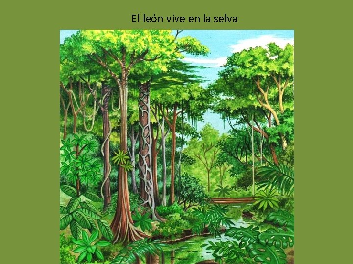 El león vive en la selva 