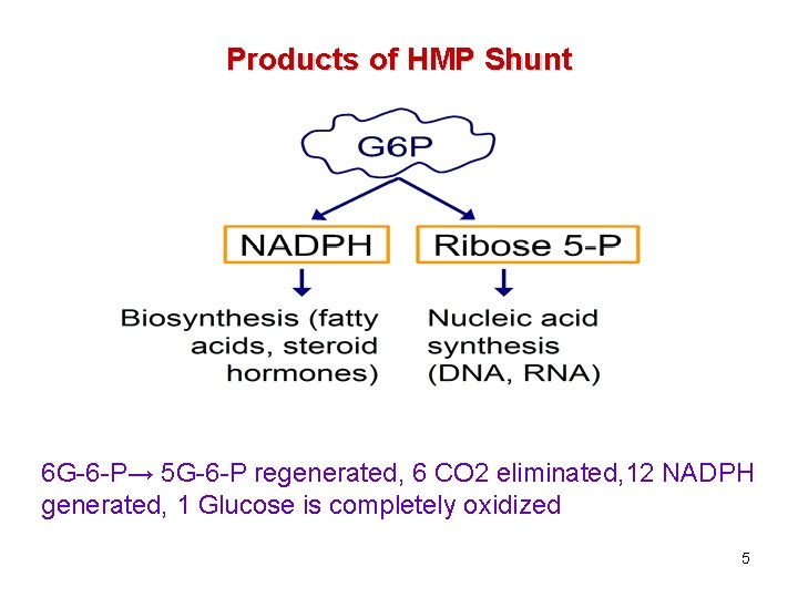 Products of HMP Shunt 6 G-6 -P→ 5 G-6 -P regenerated, 6 CO 2