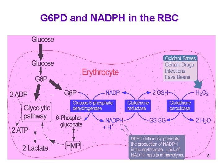 G 6 PD and NADPH in the RBC 8 