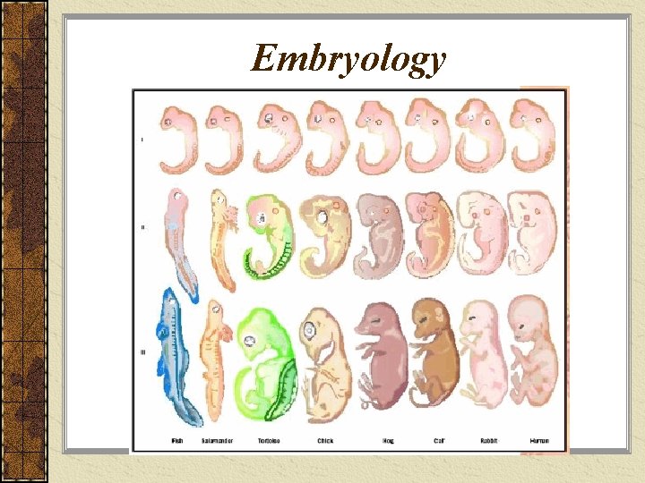 Embryology 