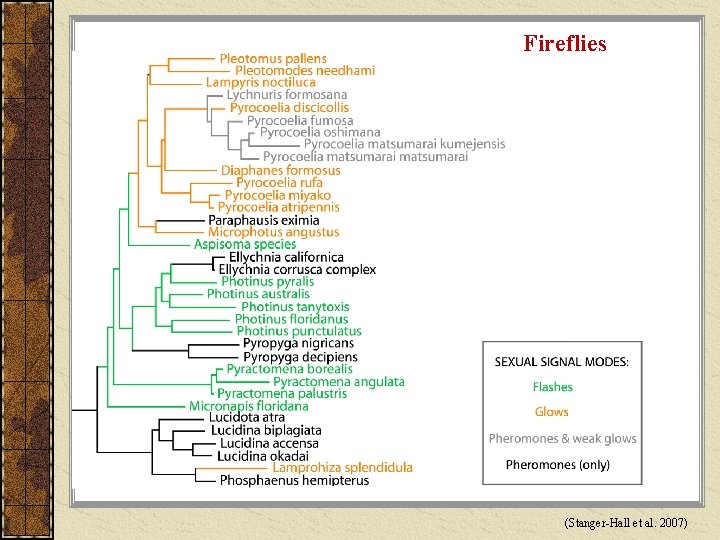 Fireflies (Stanger-Hall et al. 2007) 