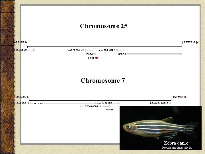 Chromosome 25 Chromosome 7 Zebra danio Photo from: dm. hccfl. edu 