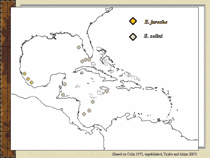 E. jarocho E. colini (Based on Colin 1975, unpublished; Taylor and Akins 2007) 