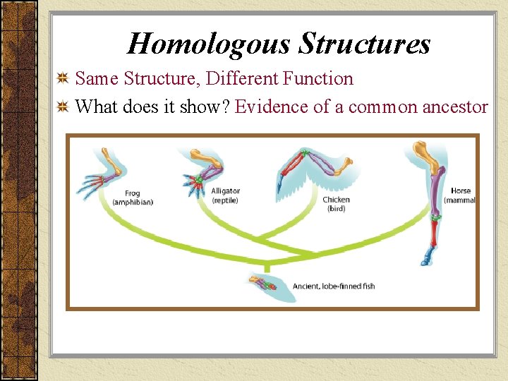 Homologous Structures Same Structure, Different Function What does it show? Evidence of a common