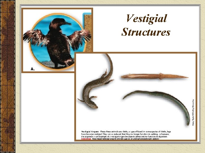 Vestigial Structures 