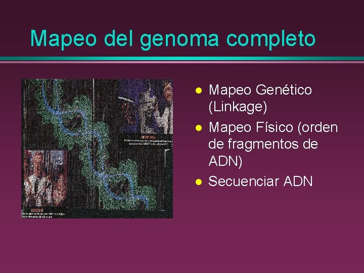 Mapeo del genoma completo l l l Mapeo Genético (Linkage) Mapeo Físico (orden de