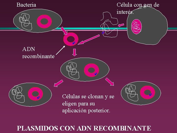 Bacteria Célula con gen de interés. ADN recombinante Células se clonan y se eligen