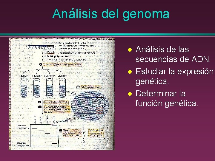 Análisis del genoma l l l Análisis de las secuencias de ADN. Estudiar la