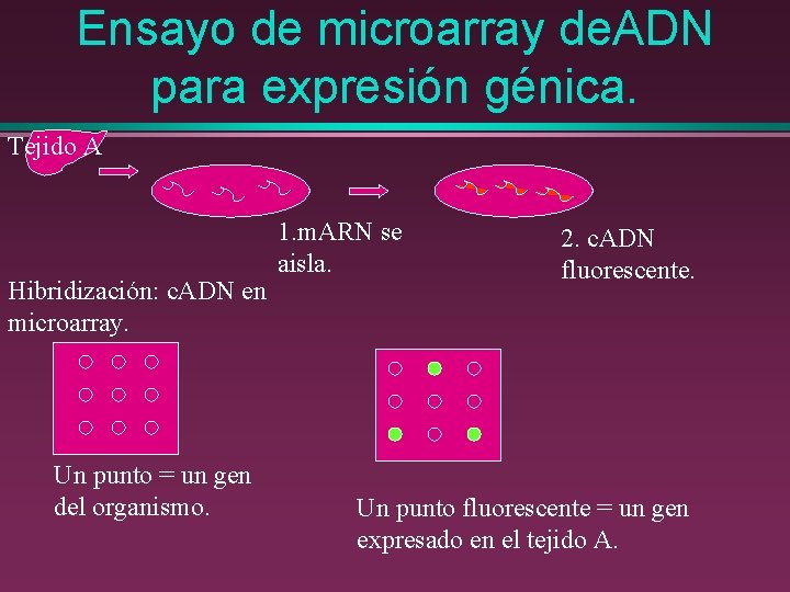 Ensayo de microarray de. ADN para expresión génica. Tejido A Hibridización: c. ADN en
