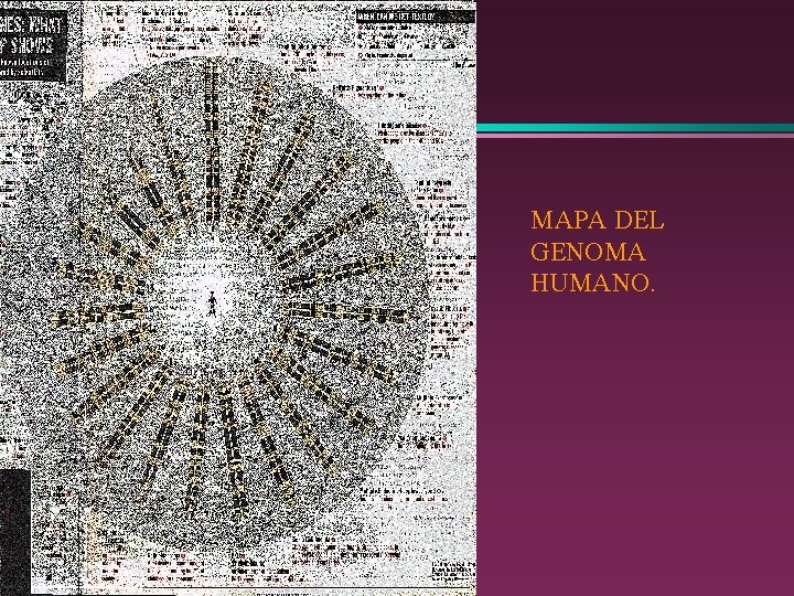 MAPA DEL GENOMA HUMANO. 