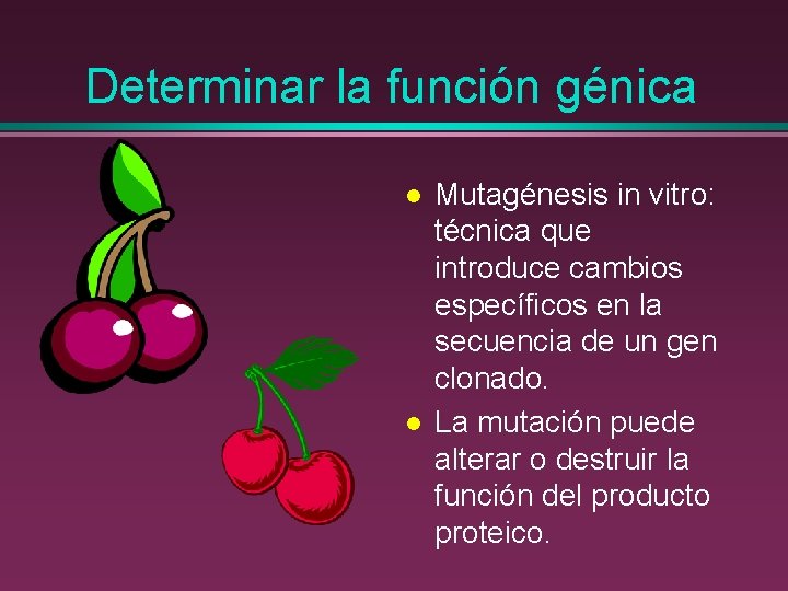 Determinar la función génica l l Mutagénesis in vitro: técnica que introduce cambios específicos