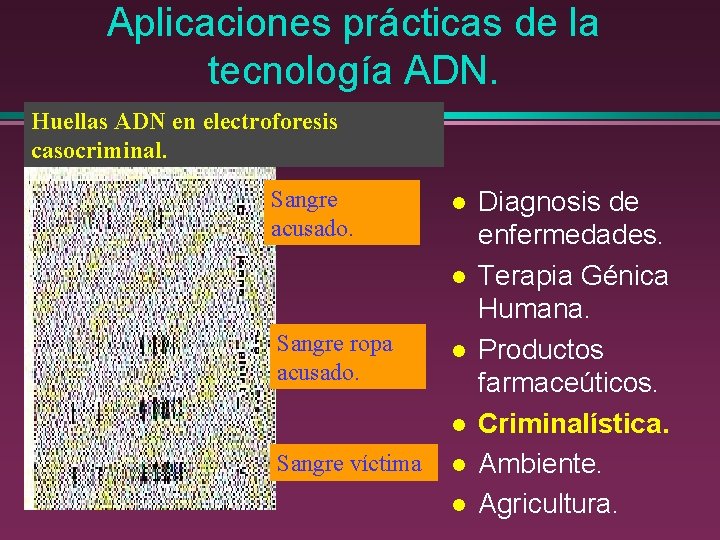 Aplicaciones prácticas de la tecnología ADN. Huellas ADN en electroforesis casocriminal. Sangre acusado. l
