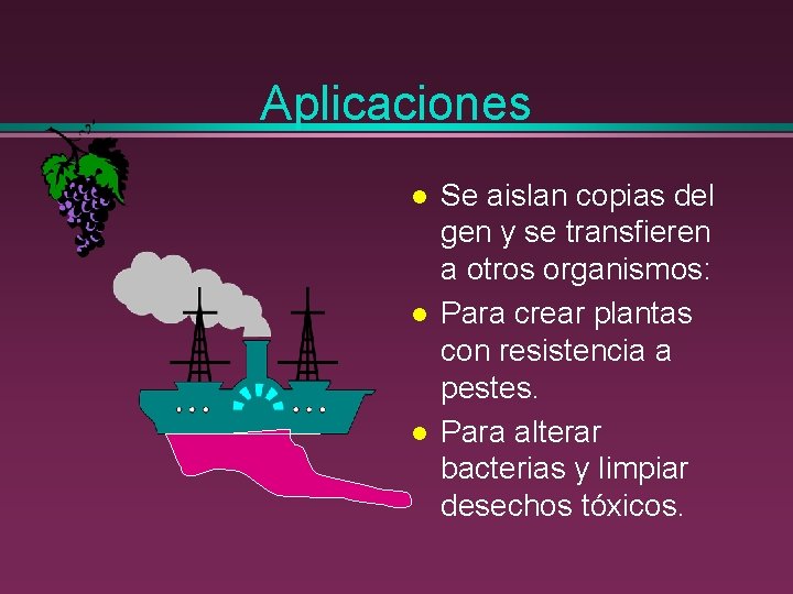 Aplicaciones l l l Se aislan copias del gen y se transfieren a otros