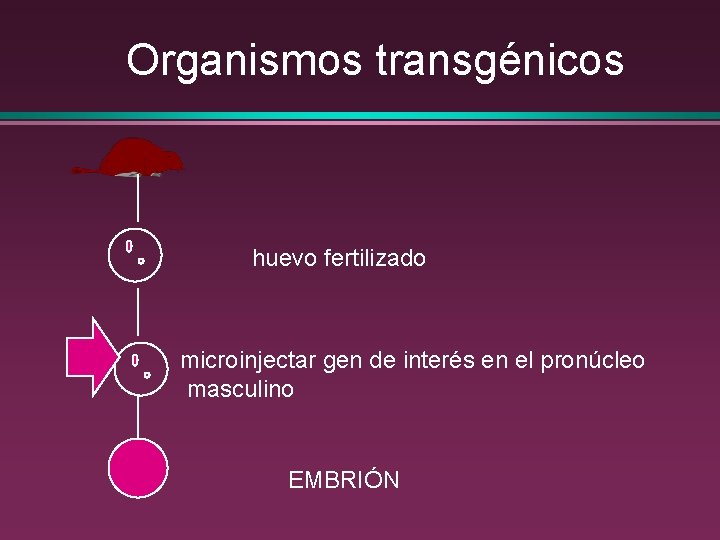 Organismos transgénicos huevo fertilizado microinjectar gen de interés en el pronúcleo masculino EMBRIÓN 