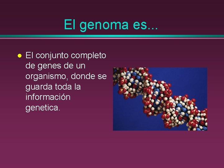 El genoma es. . . l El conjunto completo de genes de un organismo,