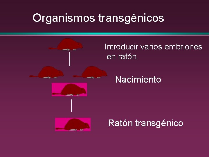Organismos transgénicos Introducir varios embriones en ratón. Nacimiento Ratón transgénico 