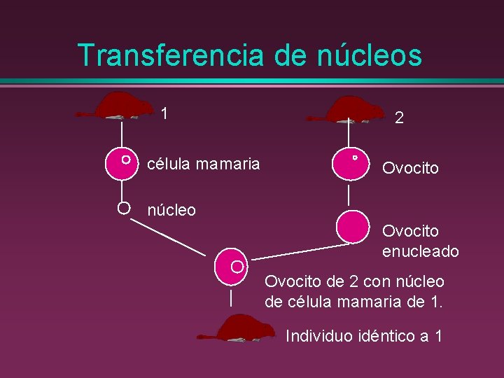 Transferencia de núcleos 1 célula mamaria 2 Ovocito núcleo Ovocito enucleado Ovocito de 2