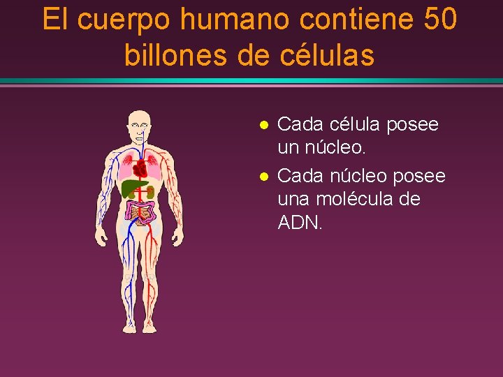 El cuerpo humano contiene 50 billones de células l l Cada célula posee un