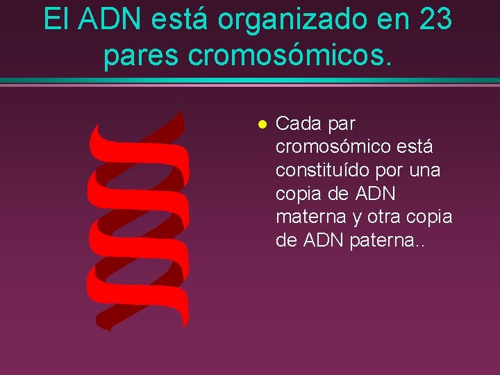 El ADN está organizado en 23 pares cromosómicos. l Cada par cromosómico está constituído