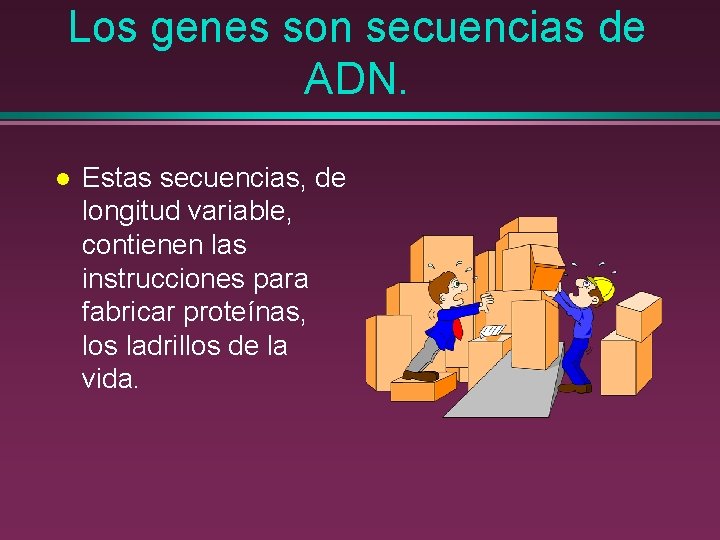 Los genes son secuencias de ADN. l Estas secuencias, de longitud variable, contienen las