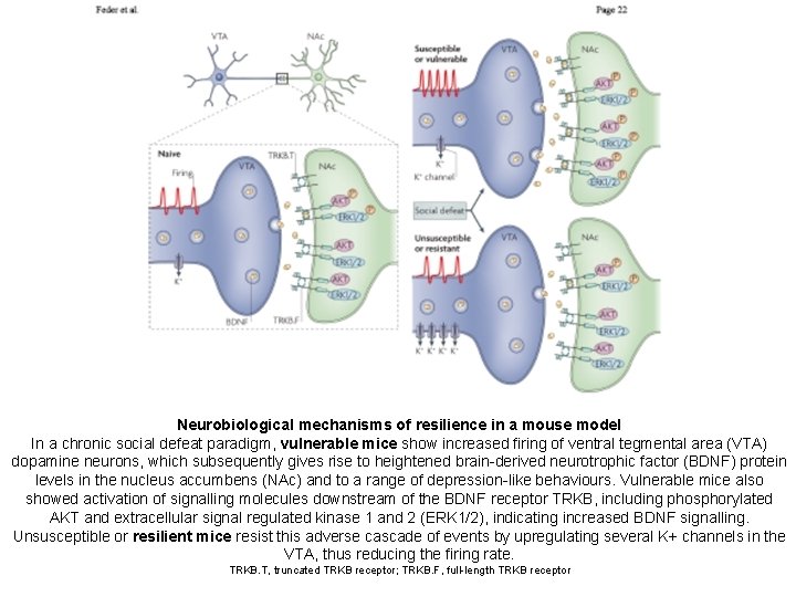 Neurobiological mechanisms of resilience in a mouse model In a chronic social defeat paradigm,