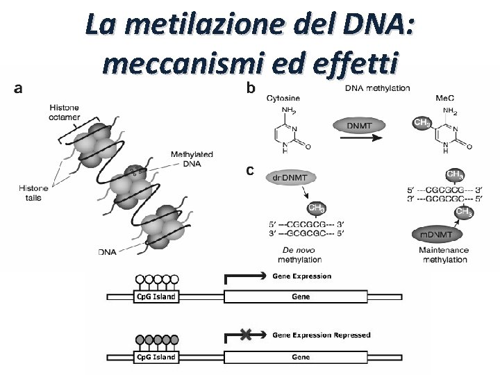 La metilazione del DNA: meccanismi ed effetti 