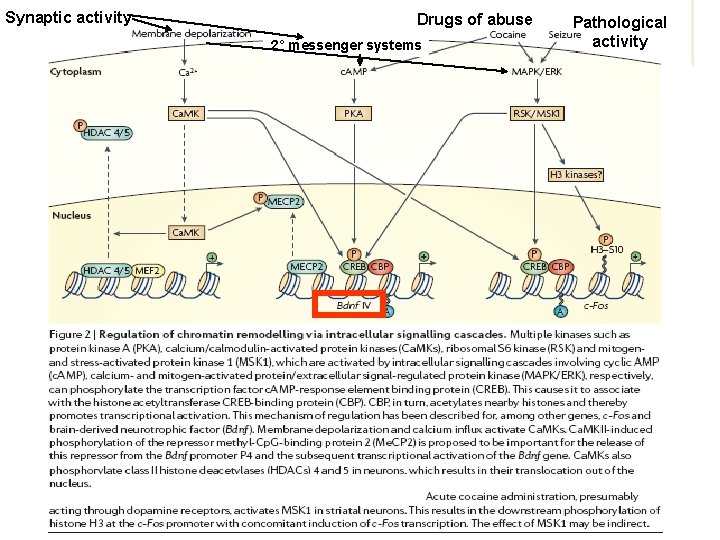 Synaptic activity Drugs of abuse 2° messenger systems Pathological activity 