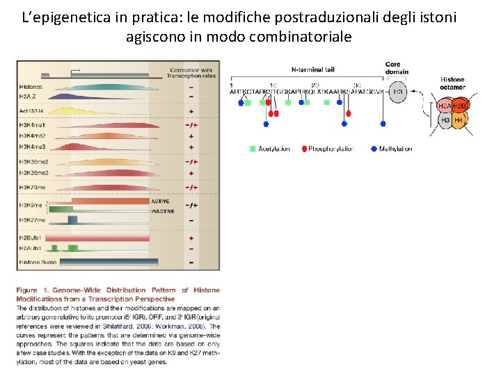 L’epigenetica in pratica: le modifiche postraduzionali degli istoni agiscono in modo combinatoriale 