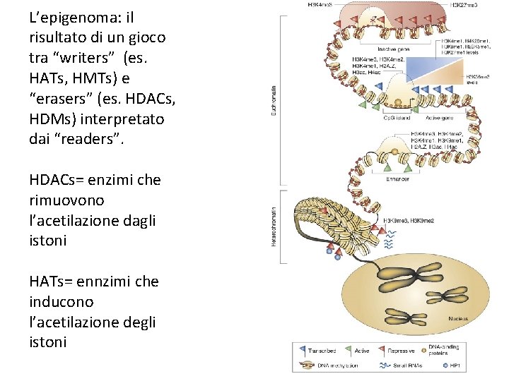 L’epigenoma: il risultato di un gioco tra “writers” (es. HATs, HMTs) e “erasers” (es.