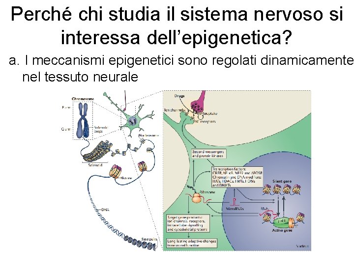 Perché chi studia il sistema nervoso si interessa dell’epigenetica? a. I meccanismi epigenetici sono