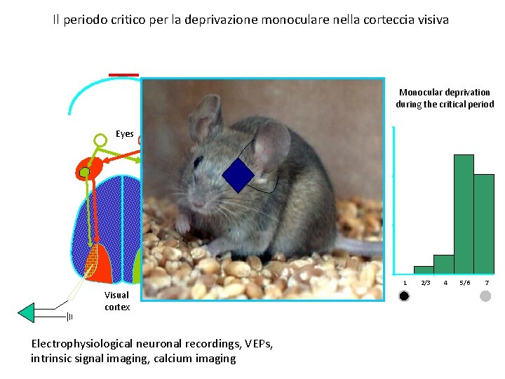 Il periodo critico per la deprivazione monoculare nella corteccia visiva Normal ocular dominance distribution