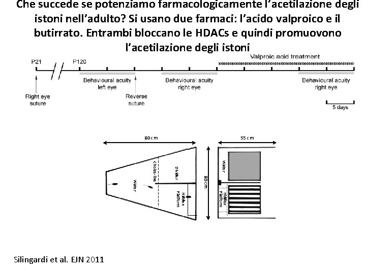 Che succede se potenziamo farmacologicamente l’acetilazione degli istoni nell’adulto? Si usano due farmaci: l’acido