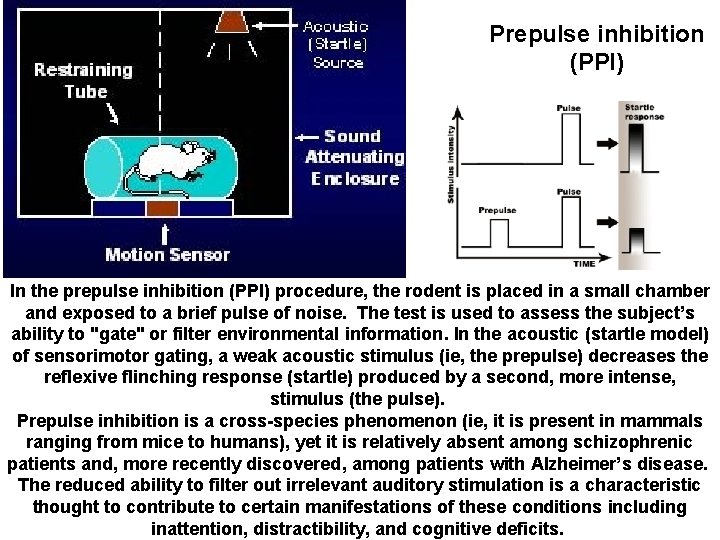Prepulse inhibition (PPI) In the prepulse inhibition (PPI) procedure, the rodent is placed in