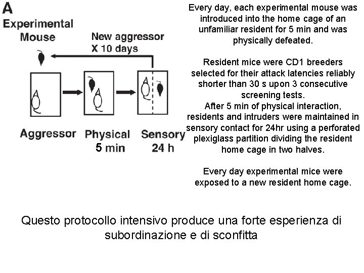 Every day, each experimental mouse was introduced into the home cage of an unfamiliar